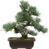 Japanische Mädchenkiefer, Bonsai, 20 Jahre, 39cm -Pflanzen-Bonsai-Shop opinpar201 10