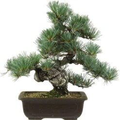 Japanische Mädchenkiefer, Bonsai, 20 Jahre, 39cm