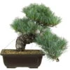 Japanische Mädchenkiefer, Bonsai, 20 Jahre, 33cm -Pflanzen-Bonsai-Shop opinpar201 13