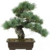 Japanische Mädchenkiefer, Bonsai, 20 Jahre, 43cm 1 Japanische Mädchenkiefer, Bonsai, 20 Jahre, 43cm -Pflanzen-Bonsai-Shop opinpar201 15