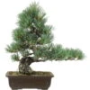 Japanische Mädchenkiefer, Bonsai, 20 Jahre, 47cm -Pflanzen-Bonsai-Shop opinpar201 18