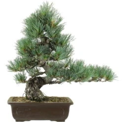 Japanische Mädchenkiefer, Bonsai, 20 Jahre, 47cm