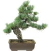 Japanische Mädchenkiefer, Bonsai, 20 Jahre, 46cm -Pflanzen-Bonsai-Shop opinpar201 19