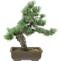 Japanische Mädchenkiefer, Bonsai, 20 Jahre, 46cm