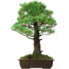 Japanische Mädchenkiefer, Bonsai, 45 Jahre, 91cm 1 Japanische Mädchenkiefer, Bonsai, 45 Jahre, 91cm -Pflanzen-Bonsai-Shop opinpar451 01