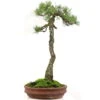 Japanische Mädchenkiefer, Bonsai, 45 Jahre, 64cm 2 Japanische Mädchenkiefer, Bonsai, 45 Jahre, 64cm -Pflanzen-Bonsai-Shop opinpar451 05