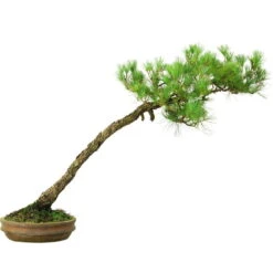Japanische Mädchenkiefer, Bonsai, 45 Jahre, 64cm -Pflanzen-Bonsai-Shop opinpar451 053