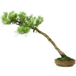 Japanische Mädchenkiefer, Bonsai, 45 Jahre, 64cm -Pflanzen-Bonsai-Shop opinpar451 054