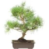 Waldkiefer, Bonsai, 18 Jahre, 57cm 2 Waldkiefer, Bonsai, 18 Jahre, 57cm -Pflanzen-Bonsai-Shop opinsyl181 06