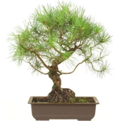 Waldkiefer, Bonsai, 18 Jahre, 50cm