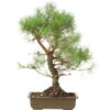 Waldkiefer, Bonsai, 18 Jahre, 60cm -Pflanzen-Bonsai-Shop opinsyl181 17