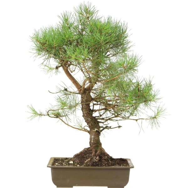 Waldkiefer, Bonsai, 18 Jahre, 60cm 3 Waldkiefer, Bonsai, 18 Jahre, 60cm