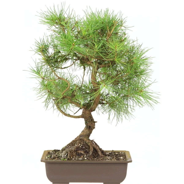 Waldkiefer, Bonsai, 18 Jahre, 46cm 3 Waldkiefer, Bonsai, 18 Jahre, 46cm