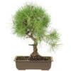 Waldkiefer, Bonsai, 18 Jahre, 49cm 2 Waldkiefer, Bonsai, 18 Jahre, 49cm -Pflanzen-Bonsai-Shop opinsyl181 36