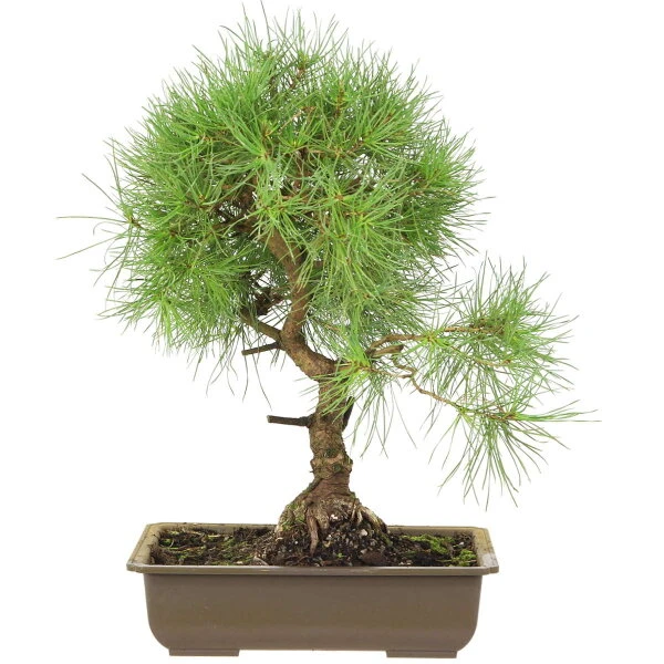 Waldkiefer, Bonsai, 18 Jahre, 49cm 3 Waldkiefer, Bonsai, 18 Jahre, 49cm