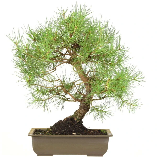 Waldkiefer, Bonsai, 18 Jahre, 51cm 3 Waldkiefer, Bonsai, 18 Jahre, 51cm