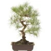 Waldkiefer, Bonsai, 18 Jahre, 48cm -Pflanzen-Bonsai-Shop opinsyl181 66