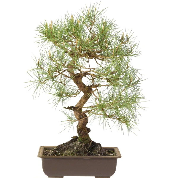 Waldkiefer, Bonsai, 18 Jahre, 48cm 3 Waldkiefer, Bonsai, 18 Jahre, 48cm