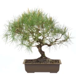 Waldkiefer, Bonsai, 18 Jahre, 44cm
