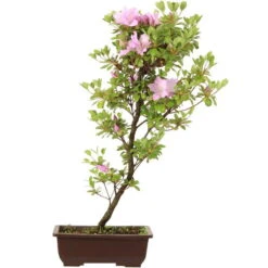 Satsuki Azalee, Bonsai, 14 Jahre, 61cm