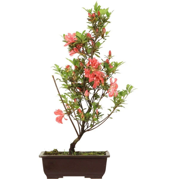 Satsuki Azalee, Bonsai, 14 Jahre, 55cm 3 Satsuki Azalee, Bonsai, 14 Jahre, 55cm