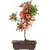 Satsuki Azalee Nanso No Haru, Bonsai, 15 Jahre, 46cm 2 Satsuki Azalee Nanso No Haru, Bonsai, 15 Jahre, 46cm -Pflanzen-Bonsai-Shop orhoind151 27