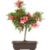 Satsuki Azalee Nanso No Haru, Bonsai, 15 Jahre, 45cm 1 Satsuki Azalee Nanso No Haru, Bonsai, 15 Jahre, 45cm -Pflanzen-Bonsai-Shop orhoind151 29