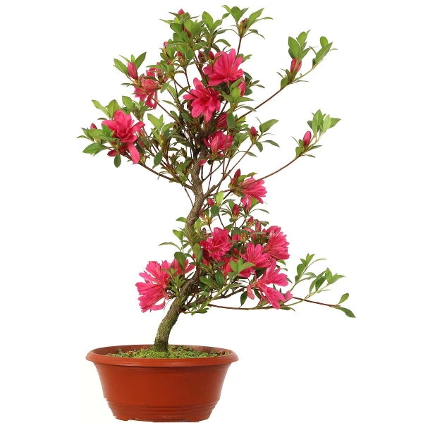 Satsuki Azalee, Bonsai, 15 Jahre, 52cm 3 Satsuki Azalee, Bonsai, 15 Jahre, 52cm
