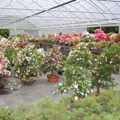 Satsuki Azalee, Bonsai, 15 Jahre, 51cm -Pflanzen-Bonsai-Shop orhoind153 432