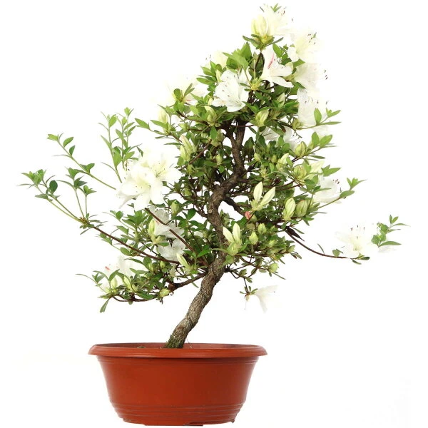 Satsuki Azalee, Bonsai, 15 Jahre, 48cm 3 Satsuki Azalee, Bonsai, 15 Jahre, 48cm