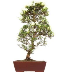 Satsuki Azalee Hakurei, Bonsai, 16 Jahre, 69cm