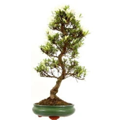 Satsuki Azalee Hakurei, Bonsai, 16 Jahre, 64cm