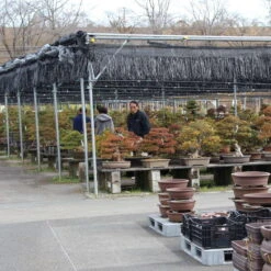 Pflanzen-Bonsai-Shop -Pflanzen-Bonsai-Shop orhoind161 202