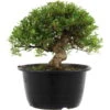 Satsuki Azalee Hi No Maru, Bonsai, 18 Jahre, 28cm -Pflanzen-Bonsai-Shop orhoind181 01