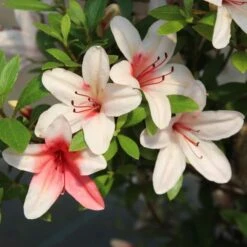 Satsuki Azalee Hi No Maru, Bonsai, 18 Jahre, 28cm -Pflanzen-Bonsai-Shop orhoind181 013