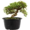Satsuki Azalee Sachin, Bonsai, 18 Jahre, 26cm 1 Satsuki Azalee Sachin, Bonsai, 18 Jahre, 26cm -Pflanzen-Bonsai-Shop orhoind181 04