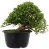 Satsuki Azalee Hi No Maru, Bonsai, 18 Jahre, 31cm -Pflanzen-Bonsai-Shop orhoind181 05