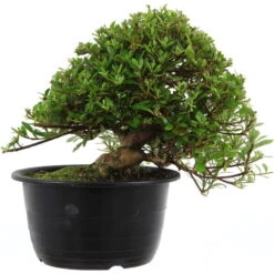 Satsuki Azalee Hi No Maru, Bonsai, 18 Jahre, 31cm