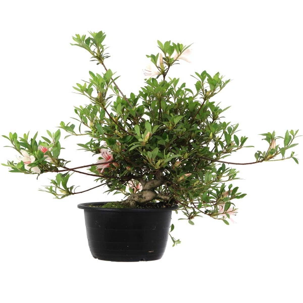 Satsuki Azalee Hi No Maru, Bonsai, 18 Jahre, 31cm 4 Satsuki Azalee Hi No Maru, Bonsai, 18 Jahre, 31cm – Bild 2