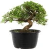 Satsuki Azalee Sachin, Bonsai, 18 Jahre, 29cm -Pflanzen-Bonsai-Shop orhoind181 08