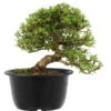 Satsuki Azalee Sachin, Bonsai, 18 Jahre, 30cm -Pflanzen-Bonsai-Shop orhoind181 11