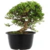 Satsuki Azalee Hi No Maru, Bonsai, 18 Jahre, 30cm -Pflanzen-Bonsai-Shop orhoind181 14