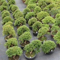 Satsuki Azalee Hi No Maru, Bonsai, 18 Jahre, 30cm -Pflanzen-Bonsai-Shop orhoind181 144