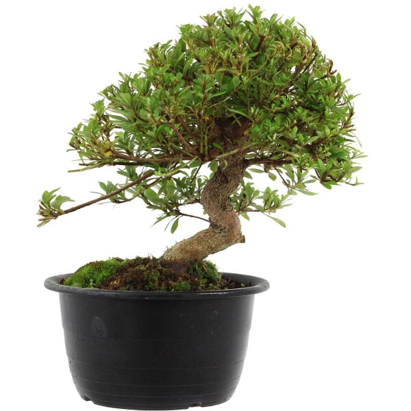 Satsuki Azalee Sachin, Bonsai, 18 Jahre, 33cm 3 Satsuki Azalee Sachin, Bonsai, 18 Jahre, 33cm