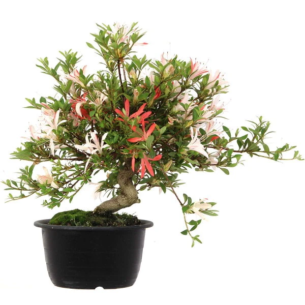 Satsuki Azalee Sachin, Bonsai, 18 Jahre, 33cm 4 Satsuki Azalee Sachin, Bonsai, 18 Jahre, 33cm – Bild 2