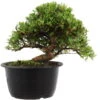 Satsuki Azalee Hi No Maru, Bonsai, 18 Jahre, 29cm -Pflanzen-Bonsai-Shop orhoind181 18
