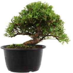 Satsuki Azalee Hi No Maru, Bonsai, 18 Jahre, 29cm
