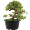 Satsuki Azalee Sachin, Bonsai, 18 Jahre, 32cm 2 Satsuki Azalee Sachin, Bonsai, 18 Jahre, 32cm -Pflanzen-Bonsai-Shop orhoind181 19