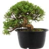 Satsuki Azalee Hi No Maru, Bonsai, 18 Jahre, 27cm 2 Satsuki Azalee Hi No Maru, Bonsai, 18 Jahre, 27cm -Pflanzen-Bonsai-Shop orhoind181 20