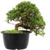 Satsuki Azalee Hi No Maru, Bonsai, 18 Jahre, 29cm -Pflanzen-Bonsai-Shop orhoind181 22